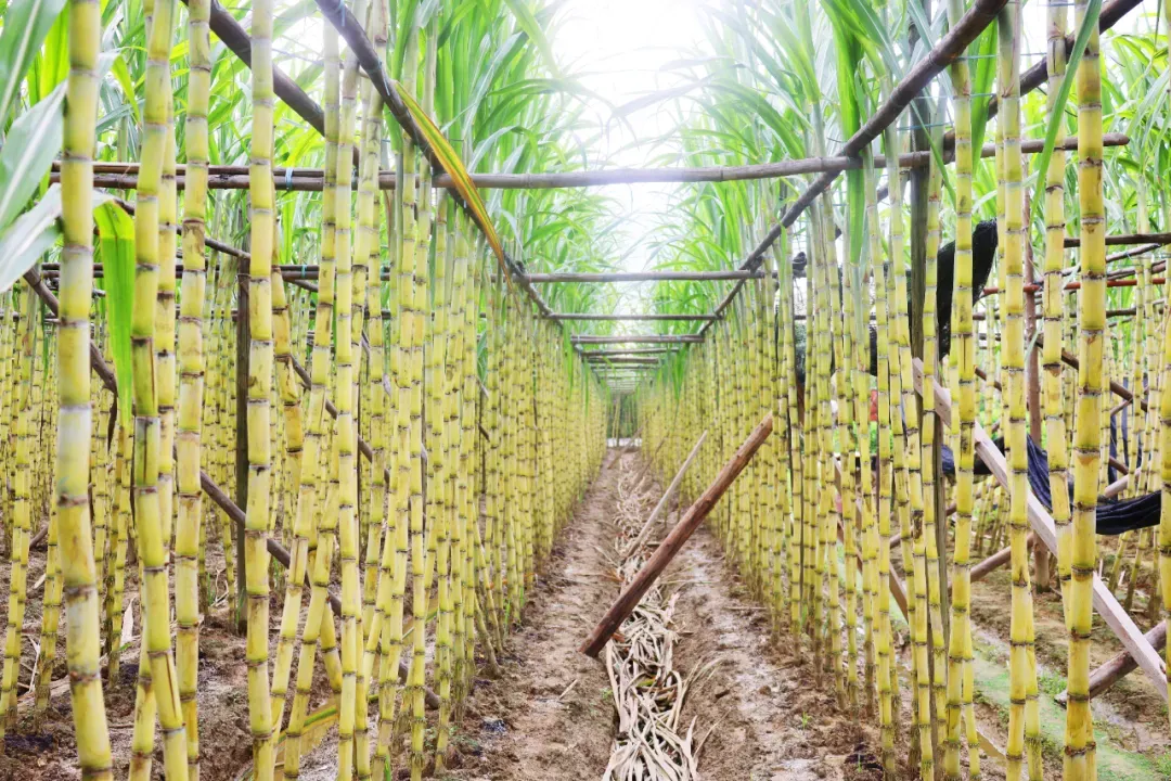 达宝优配 石碣沙腰蔗浪翻滚，甜蜜丰收在望！